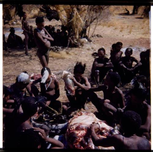 Food, Meat: Group of people cutting up the ostrich that "/Qui Hunter" killed on the pan (half of stereoview 2001.29.5790)