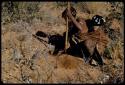 Food Gathering, Children: Bau of Band 10 digging, with her child tied to her back