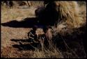 Food Gathering, Children: Two boys digging for untjies