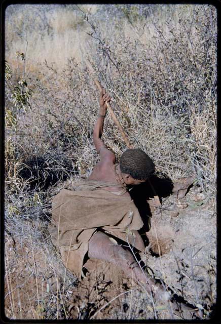 Food Gathering, General: Woman digging, her digging stick in her left hand, pulling sand out of a hole with her right hand