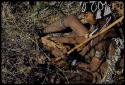 Food Gathering, General: Woman sitting and holding a root she has dug up