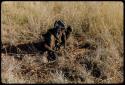 Food Gathering, General: Woman squatting in grass, possibly gathering tsi