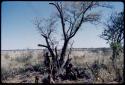 Food Gathering, General: Group of women and children sitting next to a tree in the tsi field, three children digging with digging sticks