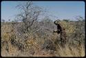 Food Gathering, General: Woman searching for veldkos in the grass, holding her digging stick