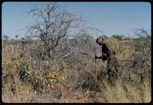 Food Gathering, General: Woman searching for veldkos in the grass, holding her digging stick