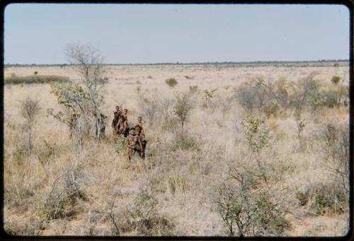 Food Gathering, General: Women walking through the grass, carrying children on their shoulders