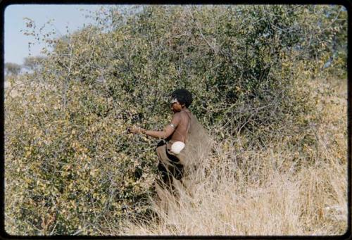 Food Gathering, General: //Kushay picking berries