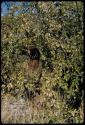 Food Gathering, General: Woman  picking berries