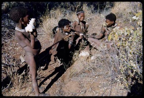 Food Gathering, Water Root: ≠Ghia of Band 10 and Bau of Band 9 and an unidentified woman digging for water roots, with a child standing next to them