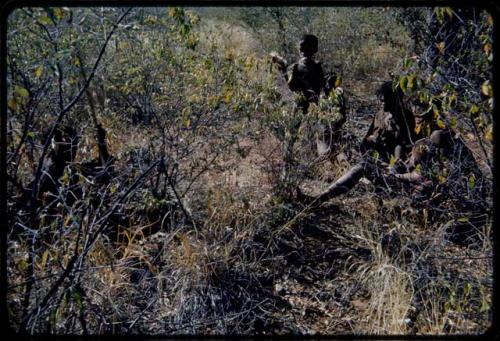 Food Gathering, Water Root: Two women sitting in brush, with a child standing next to them