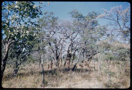 Food Gathering, "Manghettis": Men standing under mangetti trees, distant view