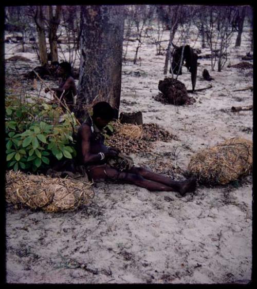 Food Gathering, "Manghettis": Man sitting under a mangetti tree with bundles of nuts on the ground near him (half of stereo 2001.29.5078)