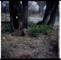 Food Gathering, "Manghettis": Hollow tree containing water, with an ostrich eggshell on the ground in front of it (half of stereo 2001.29.5930)