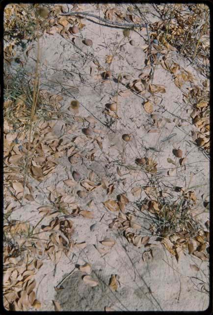 Food Gathering, "Manghettis": Mangetti nuts on the ground