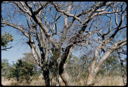 Food Gathering, "Manghettis": Mangetti trees, close-up showing gray bark