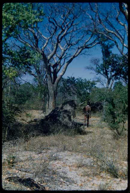 Food Gathering, "Manghettis": Man walking past abandoned skerms under a mangetti tree