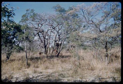 Food Gathering, "Manghettis": Two men gathering in the mangetti forest, distant view