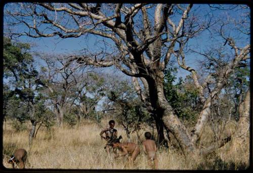 Food Gathering, "Manghettis": ≠Toma (middle) and three other men gathering mangetti nuts under a tree