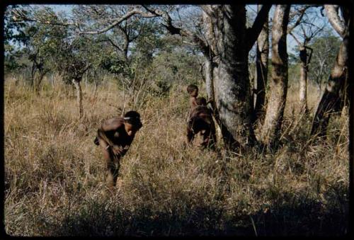 Food Gathering, "Manghettis": Boys gathering mangetti nuts