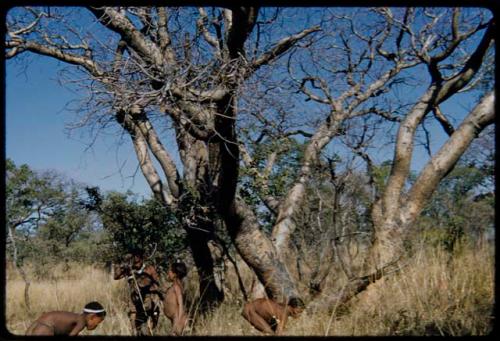 Food Gathering, "Manghettis": ≠Toma and three boys gathering mangetti nuts under a tree