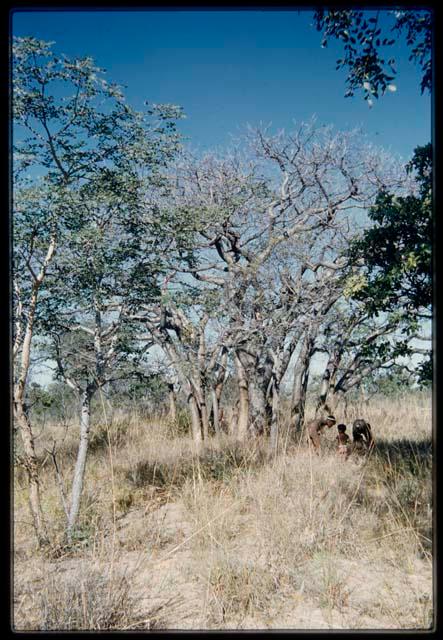 Food Gathering, "Manghettis": ≠Toma with boys gathering mangetti nuts under a tree, distant view