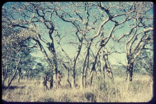 Food Gathering, "Manghettis": ≠Toma with boys gathering mangetti nuts under a tree, distant view