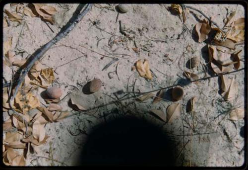 Food Gathering, "Manghettis": Mangetti nuts on ground (black spot on film)