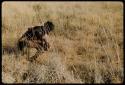 Food Gathering, Men:  /Qui (husband of Khuan//a) crouching in the grass