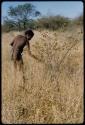 Food Gathering, Men: Young man picking berries