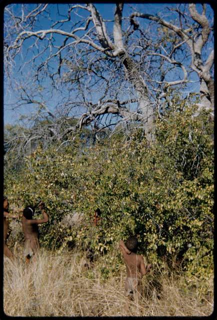 Food Gathering, Men: Group of men and boys picking berries from a bush