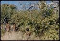 Food Gathering, Men: Group of men and boys picking berries from a bush