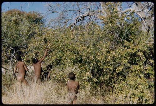 Food Gathering, Men: Group of men and boys picking berries from a bush