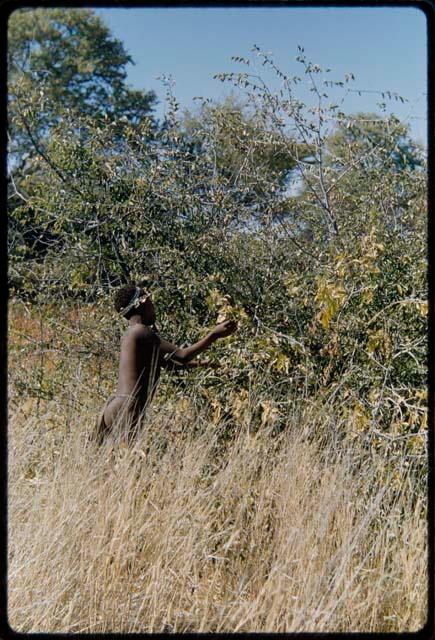 Food Gathering, Men: Boy picking berries