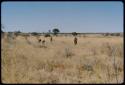 Food Gathering, Tsi: Group of people gathering tsi, distant view