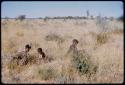 Food Gathering, Tsi: Two women and a child crouched in the grass gathering tsi