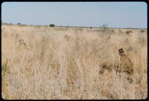 Food Gathering, Tsi: People crouched in the grass gathering tsi