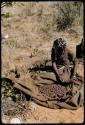 Food Gathering, Tsi: Girl sitting next to a pile of tsi on a blanket