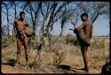 Food Gathering, Tsi: //Ao and ≠Gao (son of Debe and husband of Zuma) carrying bags made from animal skins filled with tsi nuts