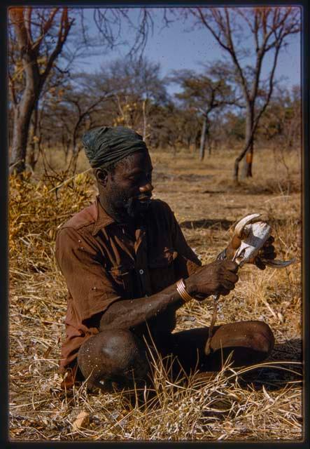 Bela, wearing a Western shirt, sitting and cleaning animal teeth