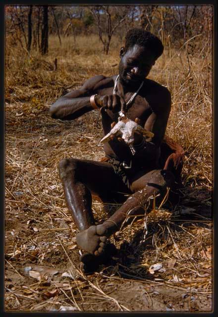 Bela sitting and cleaning animal teeth