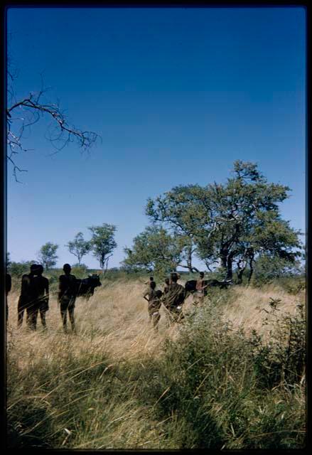 Group of people looking at cattle