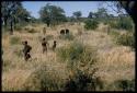 Group of people looking at cattle