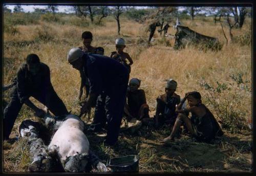 Philip Hameva and Manuel skinning a pig, with a group of people watching them