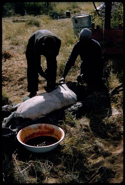 Philip Hameva and Manuel cutting a pig that they skinned