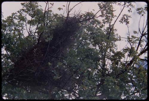 Tree with something in it, possibly a nest