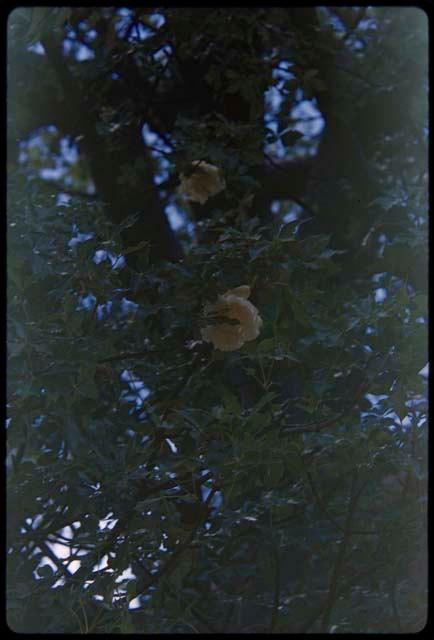 Flowering tree