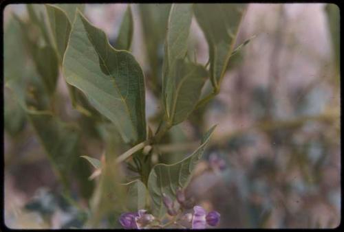 Plants with flowers