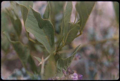 Plants with flowers