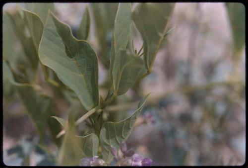 Plants with flowers