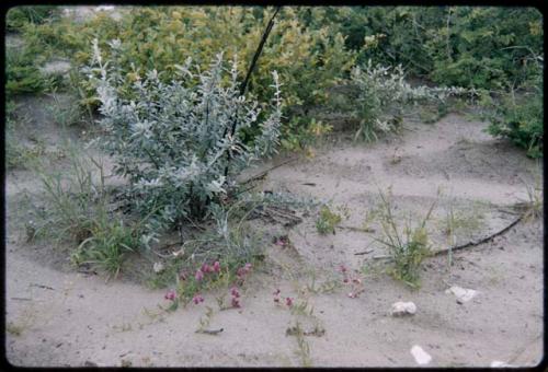 Flowering shrubs